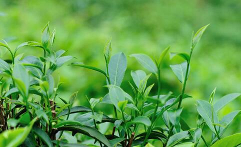 邛崃主要种植什么绿茶树