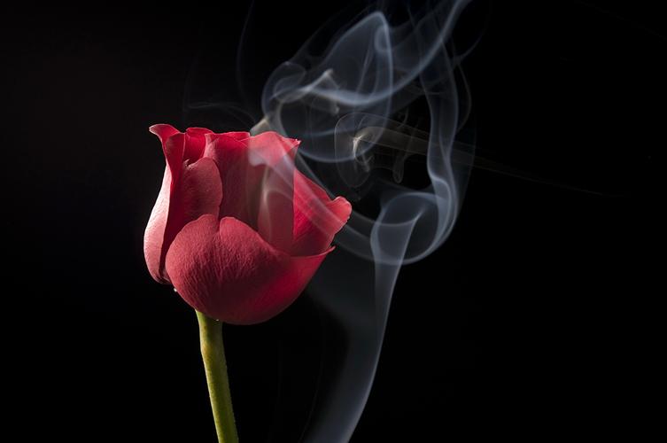 香烟玫瑰的摄影艺术